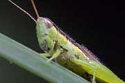 Rice Grasshopper (Oxya japonica)